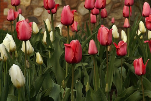 Tulips, Reeves-Reed Arboretum, Union County, NJ(SA).jpg
